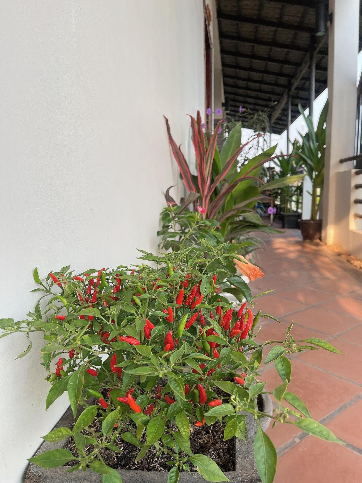Sunset View Guest House Siem Reap Luaran gambar